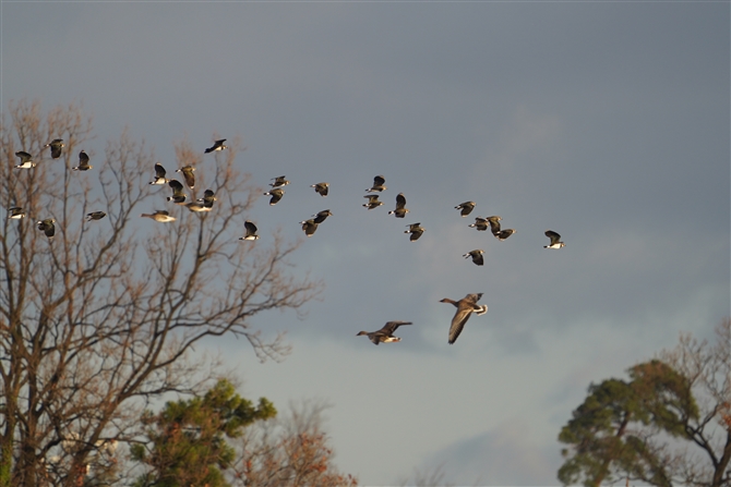 ^Q,Northern Lapwing