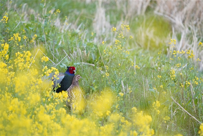 LW,Common Pheasant