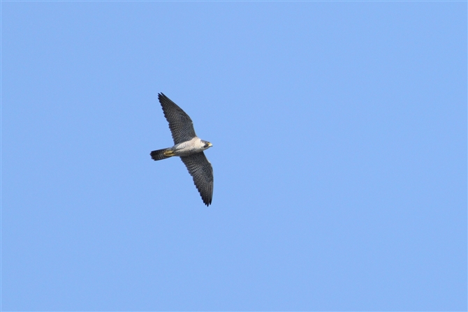 nuT,Peregrine Falcon