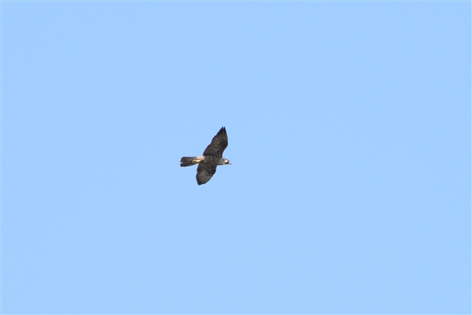 nuT,Peregrine Falcon