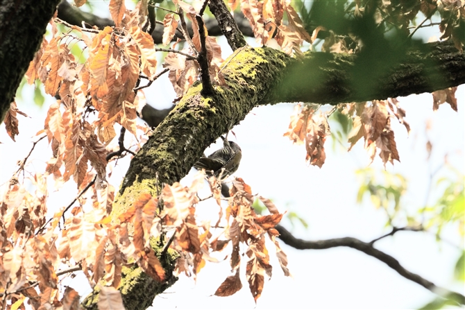 AIQ,Iapanese Green Woodpecker