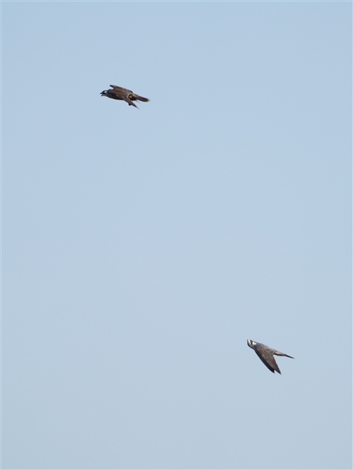 nuT,Peregrine Falcon