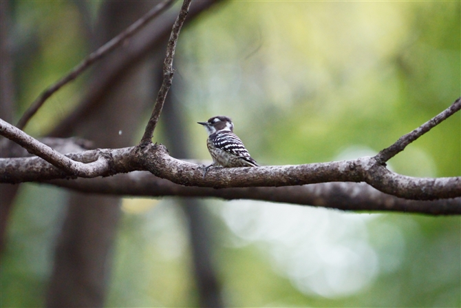 RQ,Japanese Pigmy Woodpecker