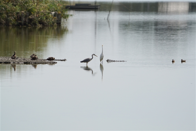 AITM,Grey Heron