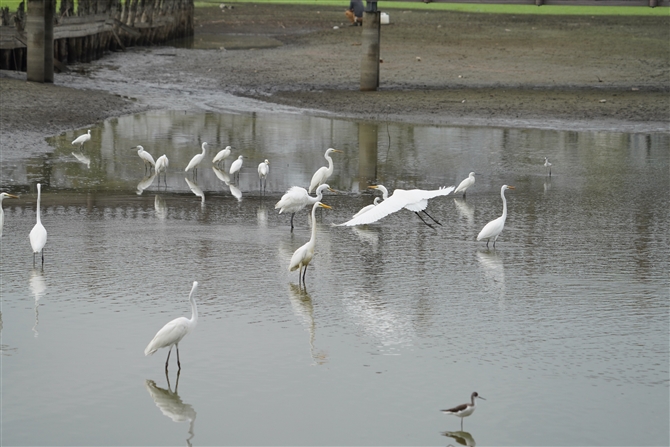 _CTM,Great Egret