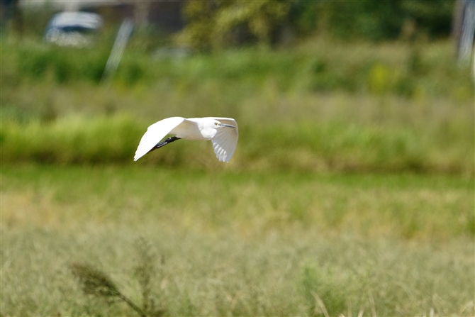 RTM,Little Egret