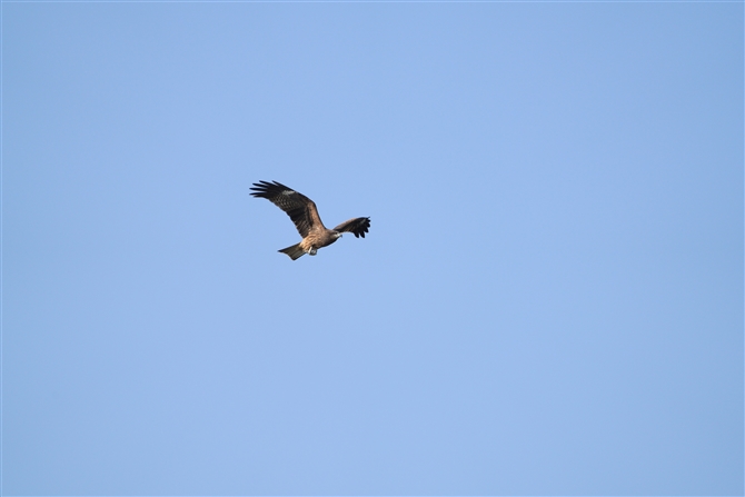 gr,Black Kite