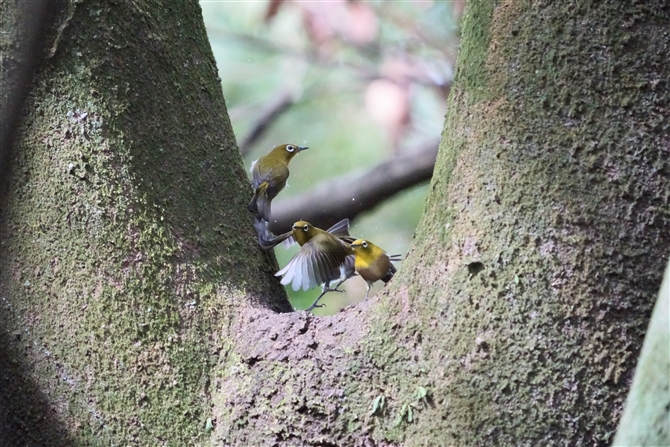 W,Japanese White-eye