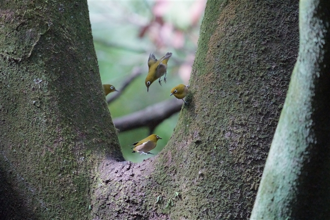 W,Japanese White-eye