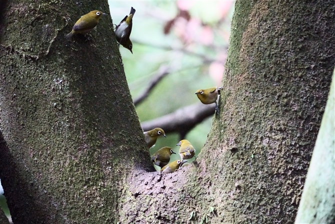 W,Japanese White-eye