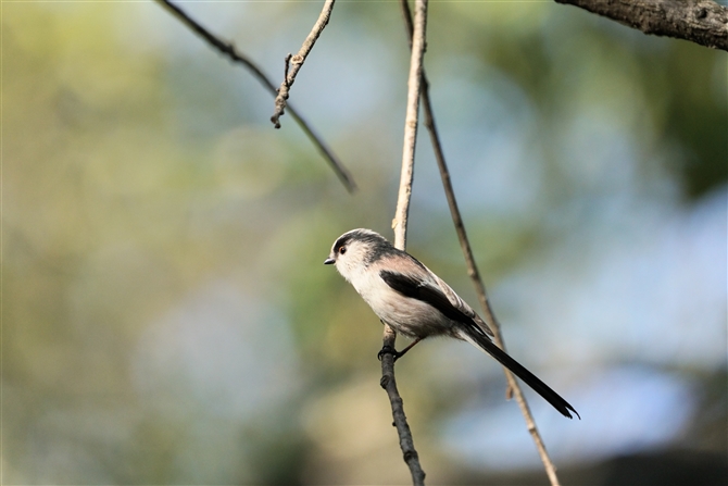 GiK,Long-tailed Tit