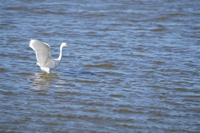 RTM,Little Egret