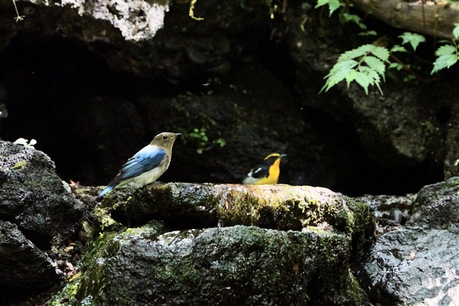 II,Blue-and-white Flycatcher