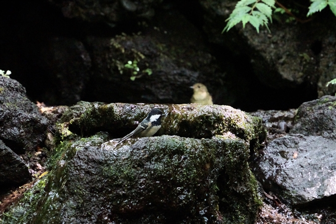 qK,Coal Tit