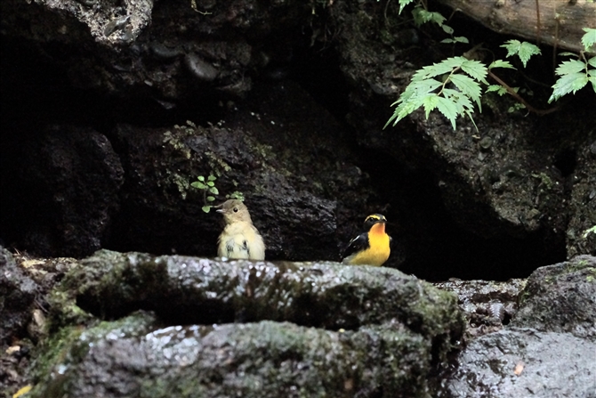 Lr^L,Narcissus Flycatcher