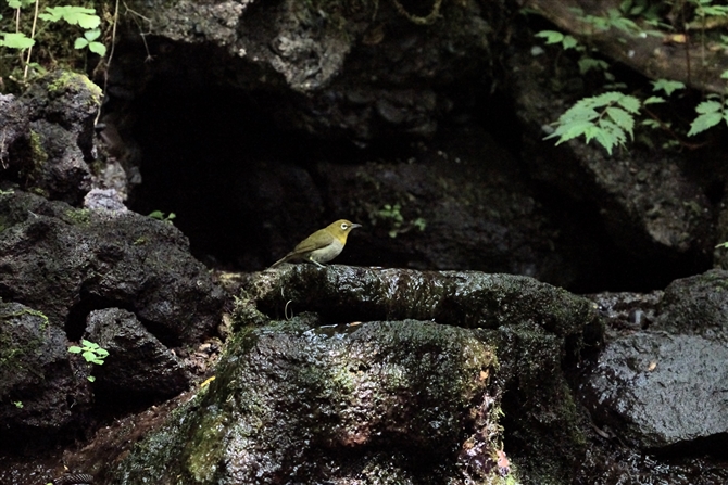 W,Japanese White-eye