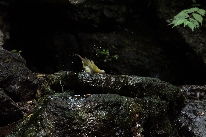 W,Japanese White-eye