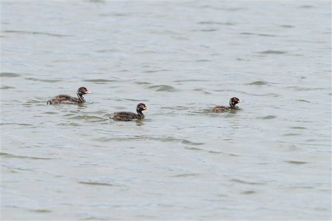 JCcu,Little Grebe