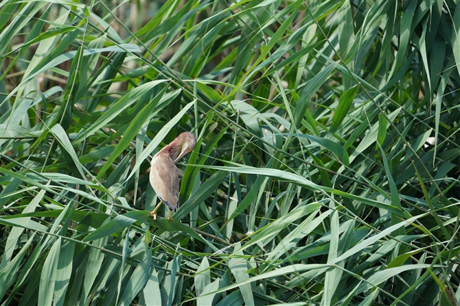 VSC,Yellow Bittern