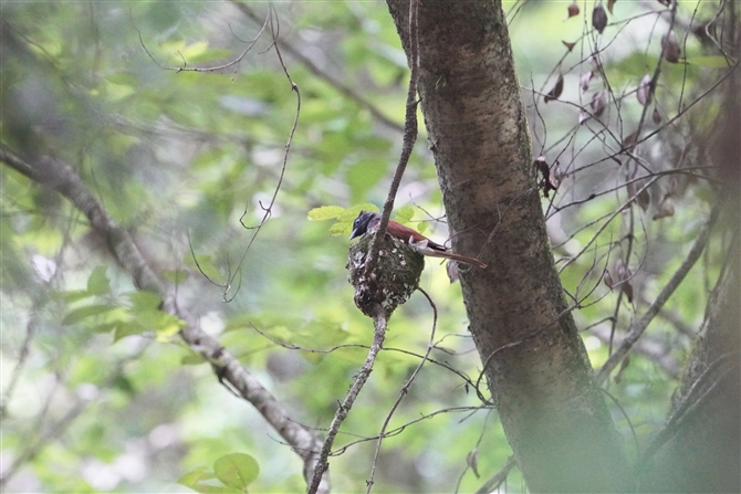 TRE`E,Japanese Paradise Flycatcher