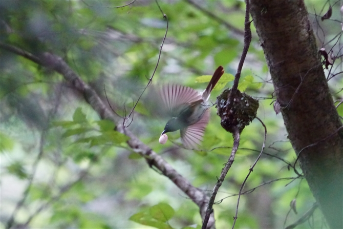TRE`E,Japanese Paradise Flycatcher