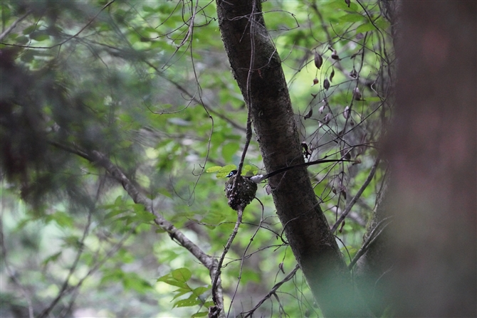 TRE`E,Japanese Paradise Flycatcher