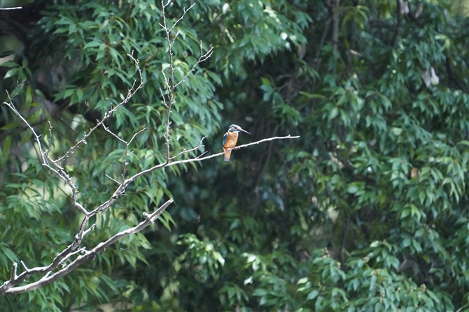 JZ~,Common Kingfisher