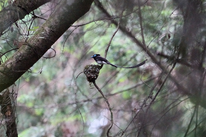 TRE`E,Japanese Paradise Flycatcher