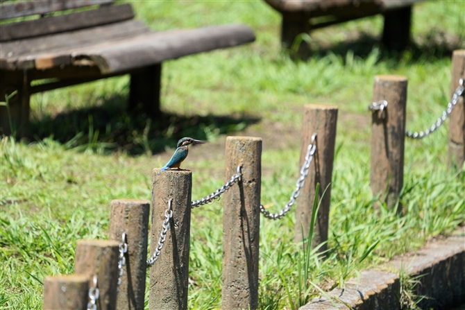 JZ~,Common Kingfisher