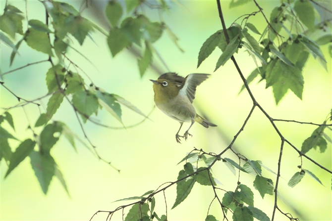 W,Japanese White-eye