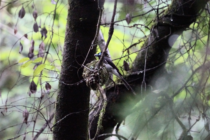 TRE`E,Japanese Paradise Flycatcher