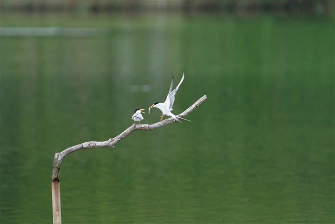 RAWTV,Little Tern