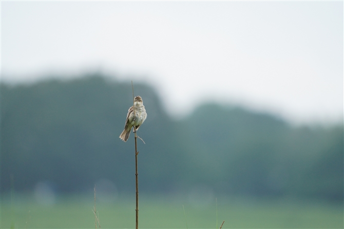 IIVL,Oriental Reed Warbler