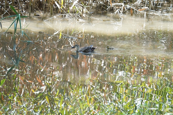 JK,Eastern Spot-billed Duck