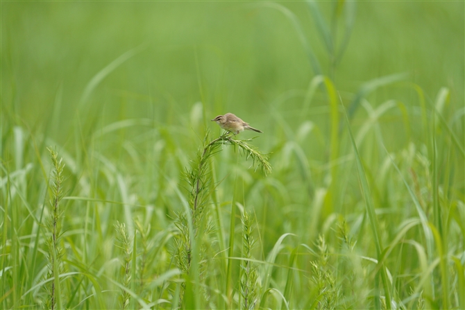 RVL,Black browed Reed Warblerl Reed Warbler