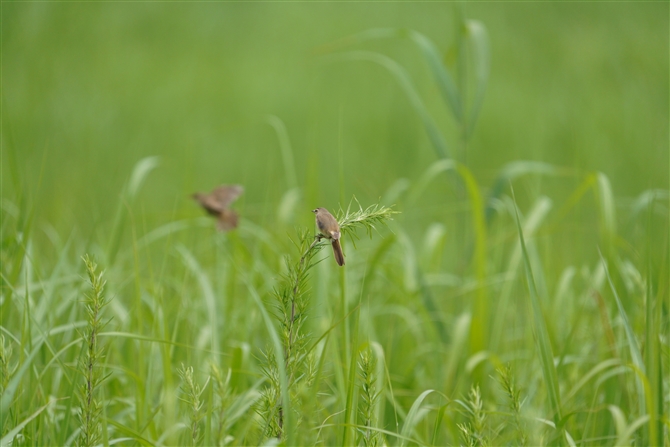 RVL,Black browed Reed Warblerl Reed Warbler