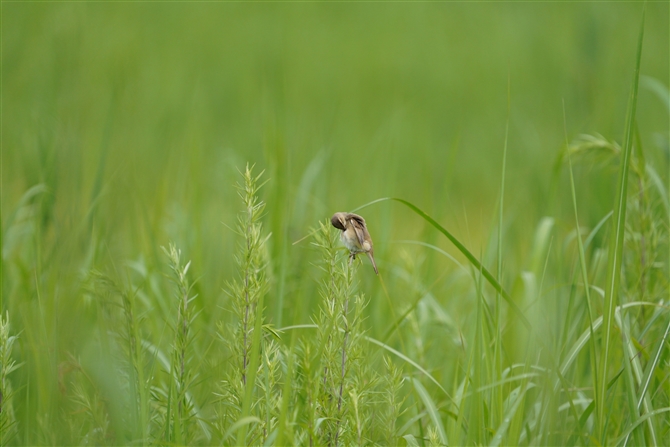 RVL,Black browed Reed Warblerl Reed Warbler