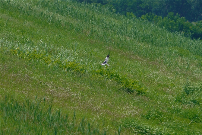 }_`Eq,Pied Harrier