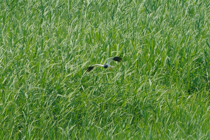 }_`Eq,Pied Harrier