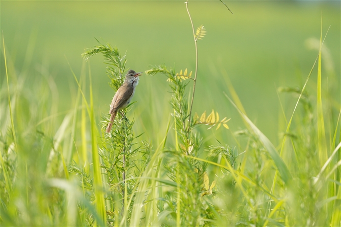 IIVL,Oriental Reed Warbler