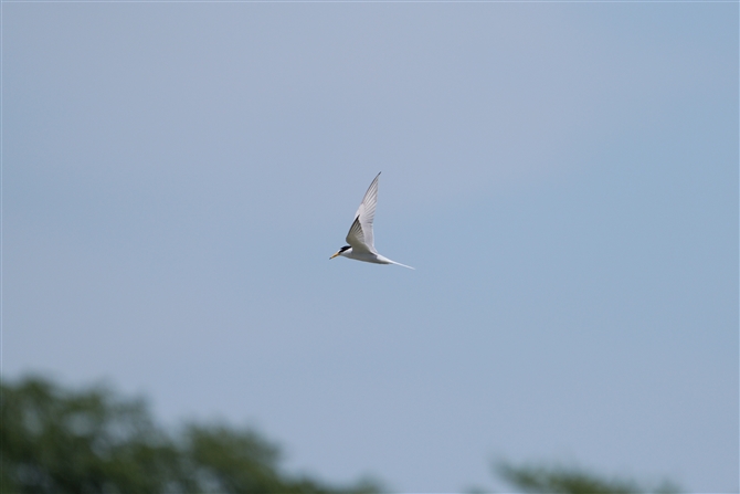 RAWTV,Little Tern