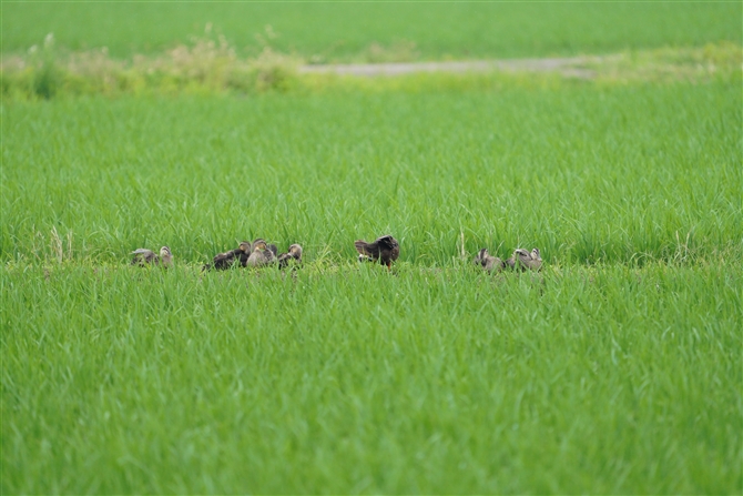 JK,Eastern Spot-billed Duck