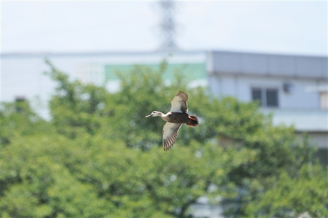 JK,Eastern Spot-billed Duck