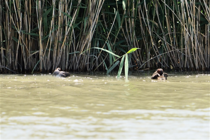 JCcu,Little Grebe