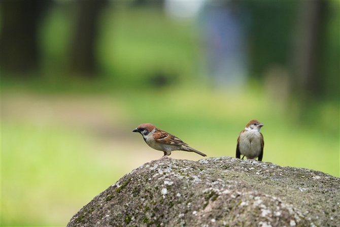 XY,Eurasian Tree Sparrow