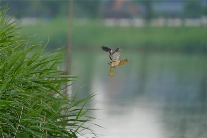 VSC,Yellow Bittern