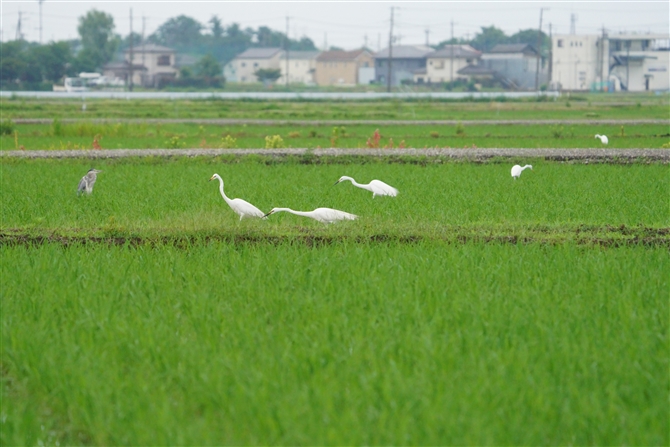 _CTM,Great Egret