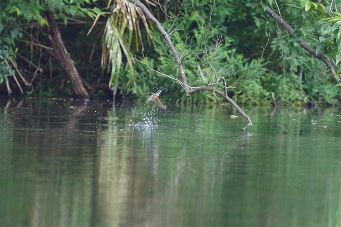 JZ~,Common Kingfisher