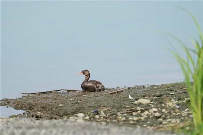 JCcu,Little Grebe