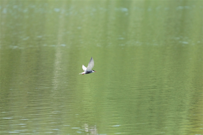 NnAWTV,Whiskered Tern